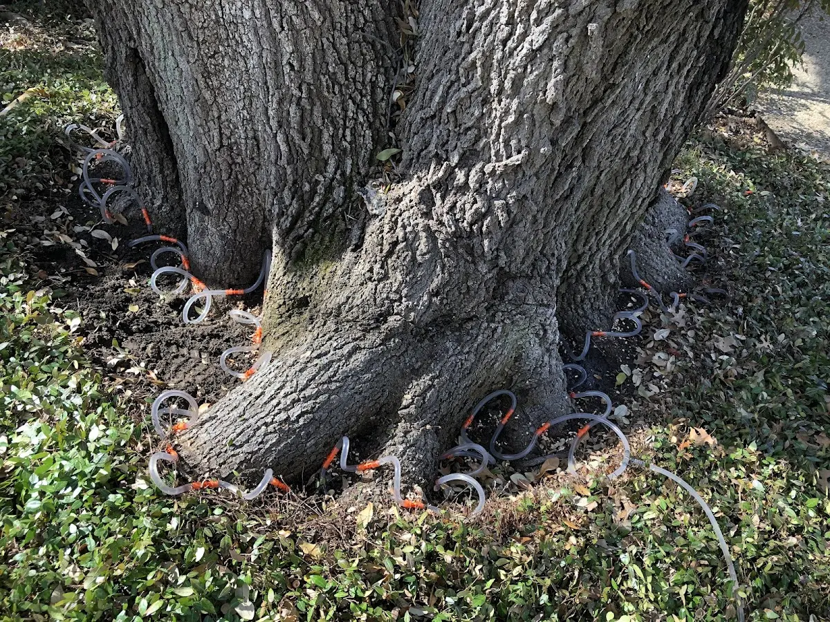 Detailed Tree Cabling and Bracing job site in Winchester
